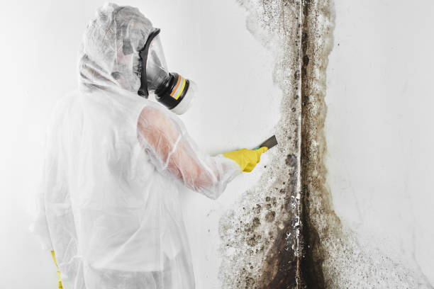 Best Attic Mold Removal  in Paul, ID