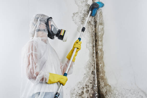 Best Black Mold Removal  in Paul, ID