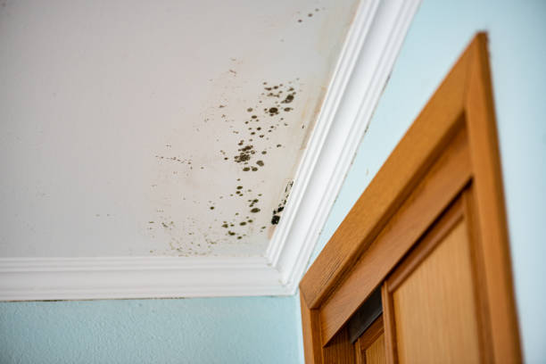Best Mold Damage Repair  in Paul, ID
