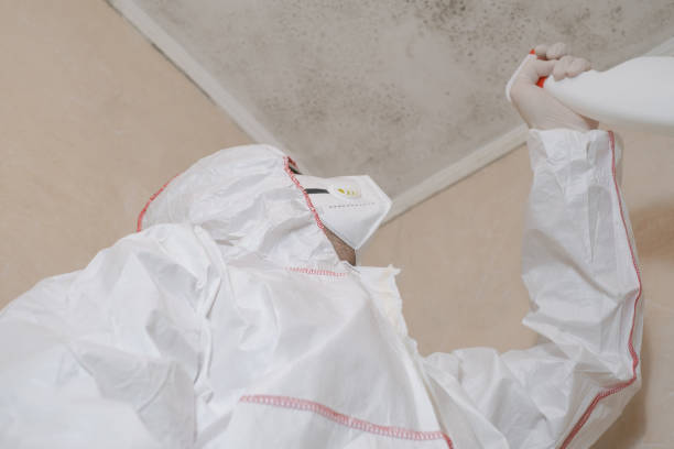 Best Toxic Mold Removal  in Paul, ID