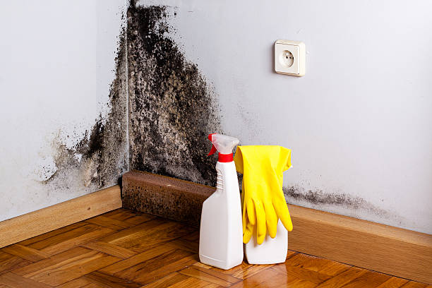 Best Commercial Mold Removal  in Paul, ID