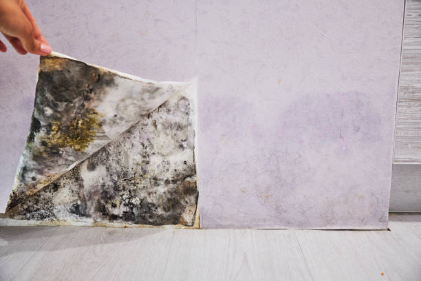 Best Mold Testing  in Paul, ID